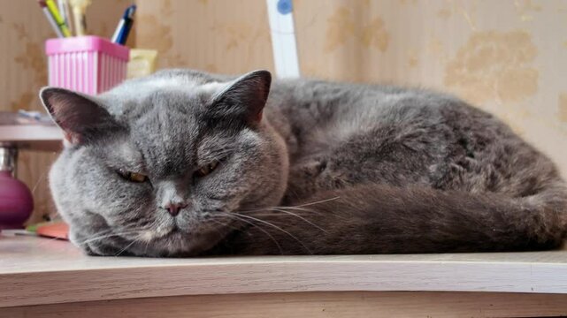 cat sleeping on the table. gray british cat sleeping on the table. lazy cat sord.