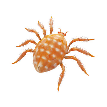 3D icon of Clover mite isolated on transparency background