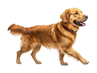 Bright day with active golden retriever isolated on transparent background png