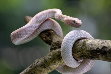 Albino mangrove pit viper on a tree branch	