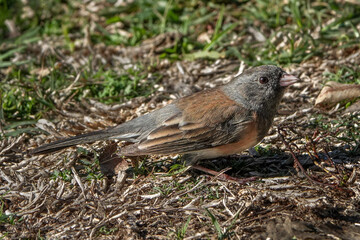A Sparrow’s Cousin: The Dark-eyed Junco
