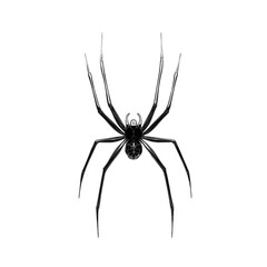 Obraz premium 3D icon of Caribbean whip spider isolated on transparency background