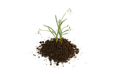spring snowdrop growing from pile of soil isolated on white or transparent png