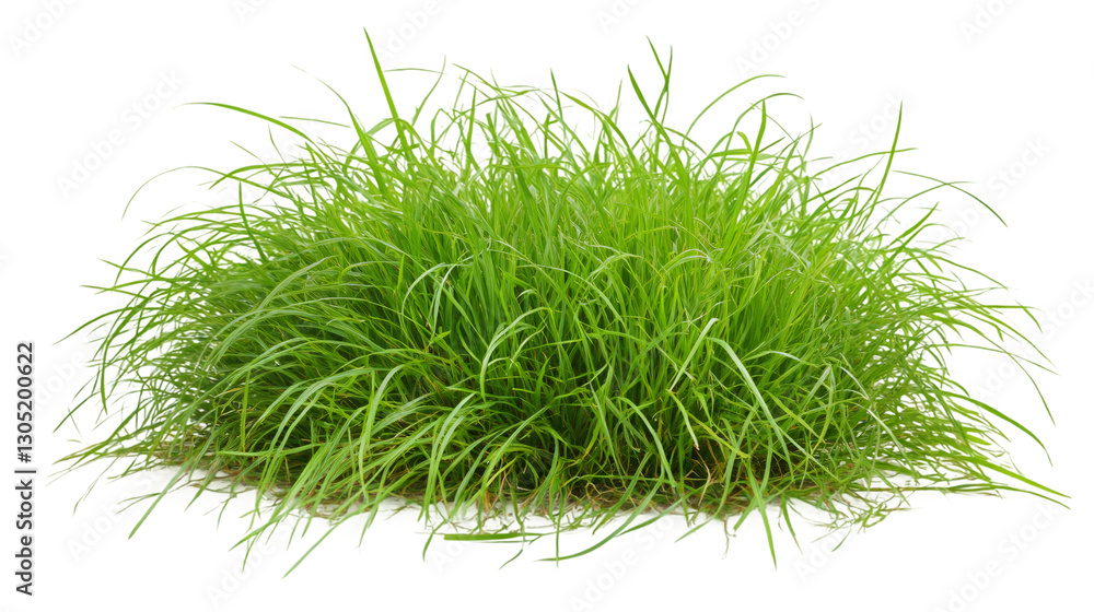 Poster green grass growing on a transparent background, perfect for adding a touch of nature to any design