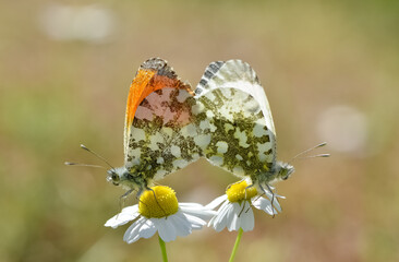 wildlife photos. photos of butterflies in natural areas.
