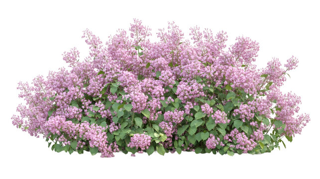 Flowering deutzia scabra shrub with dense pink blossoms, transparent background highlighting ornamental garden plant characteristics