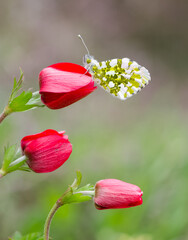 wildlife photos. photos of butterflies in natural areas.