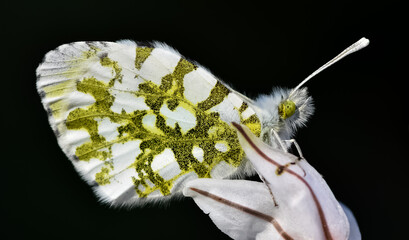 wildlife photos. photos of butterflies in natural areas.