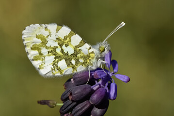 wildlife photos. photos of butterflies in natural areas.