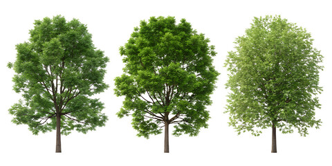 Three Different Styles of Tree on White Background, Elegant and Natural Tree Designs, PNG Transparent