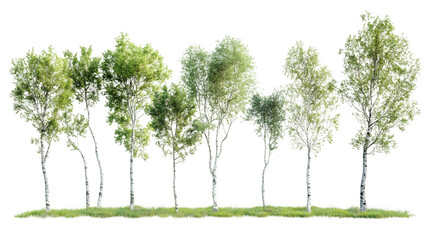 Row of photorealistic birch trees with lush green leaves on a transparent background, ideal for architectural visualization