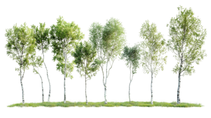 Row of photorealistic birch trees with lush green leaves on a transparent background, ideal for architectural visualization