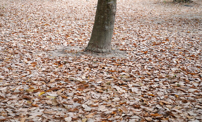 Heap of brown dry branch and leaves on floor under the tree. Autumn season concept, ideas for...