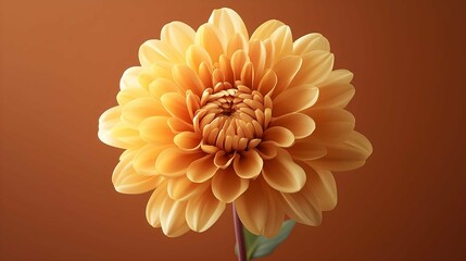 Golden Dahlia Bloom: A delicate and vibrant yellow dahlia blossom, its petals gracefully unfurling in a soft focus, against a rich brown background.