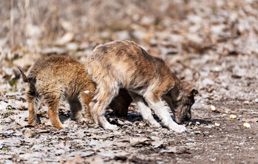 Two small, extremely emaciated stray mongrel puppies are picking up food on a dirt road among dry fallen leaves. The concept of the social problem of helping neglected pets.