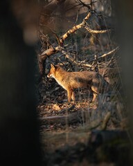 Solitary fox sits in a forest under a clear sky