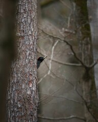 Black woodpecker peeks from behind a tree in a serene forest setting
