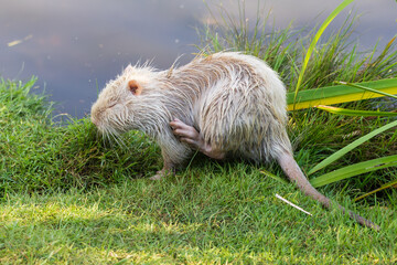 Nutria 71