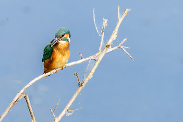 Eisvogel 19
