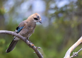Eurasian jay