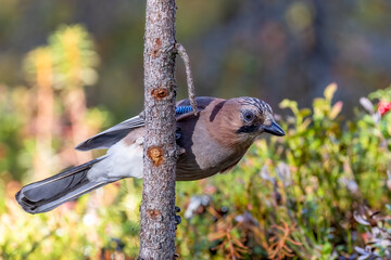 Eurasian jay