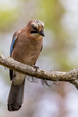 Eurasian jay
