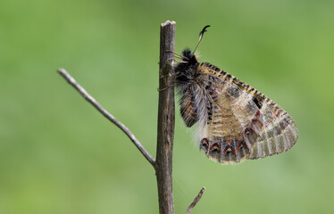 photos of flowers and butterflies in natural life