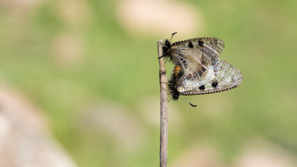 photos of flowers and butterflies in natural life