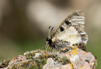 photos of flowers and butterflies in natural life