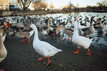 Closeup  White and brown ducks searching food and diving underwater to catch fish
