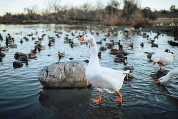 Closeup  White and brown ducks searching food and diving underwater to catch fish