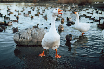 Closeup  White and brown ducks searching food and diving underwater to catch fish