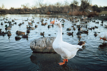 Closeup  White and brown ducks searching food and diving underwater to catch fish