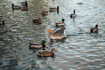 Closeup  White and brown ducks searching food and diving underwater to catch fish