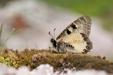 photos of flowers and butterflies in natural life