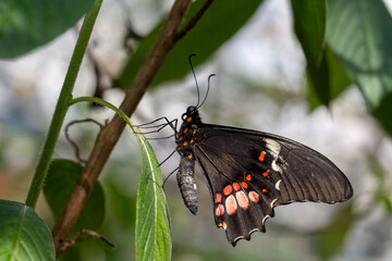 Frühling Schmetterling 2