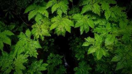 Lush Green Ferns Surround Dark Crevice Overhead View