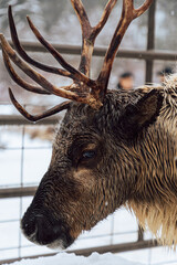 Reindeers Standing in a Snowy Enclosure with Other Deer in the Background