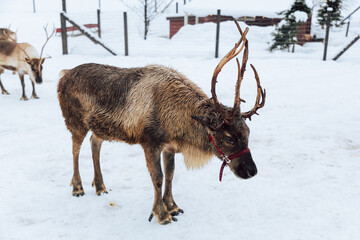 Reindeers Standing in a Snowy Enclosure with Other Deer in the Background