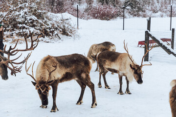 Reindeers Standing in a Snowy Enclosure with Other Deer in the Background