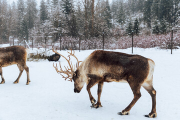 Reindeers Standing in a Snowy Enclosure with Other Deer in the Background