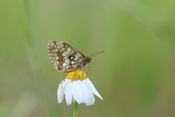 una farfalla melitaea al tramonto