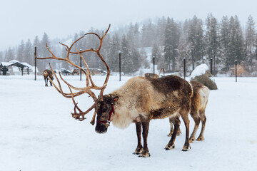 Reindeers Standing in a Snowy Enclosure with Other Deer in the Background