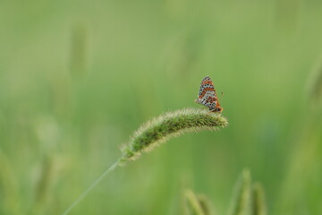 una farfalla melitaea al tramonto