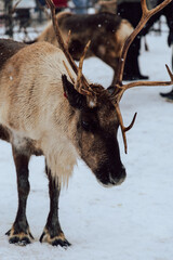 Reindeers Standing in a Snowy Enclosure with Other Deer in the Background