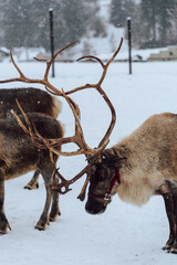 Reindeers Standing in a Snowy Enclosure with Other Deer in the Background