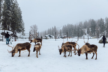 Reindeers Standing in a Snowy Enclosure with Other Deer in the Background
