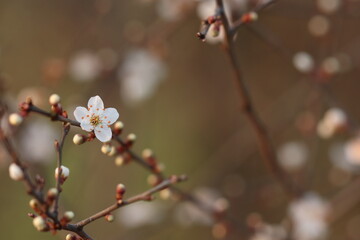 fiore di prugnolo in primavera