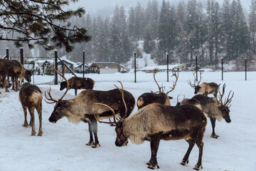 Reindeers Standing in a Snowy Enclosure with Other Deer in the Background