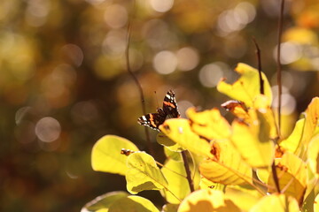 una farfalla vanessa atalanta su una foglia in autunno